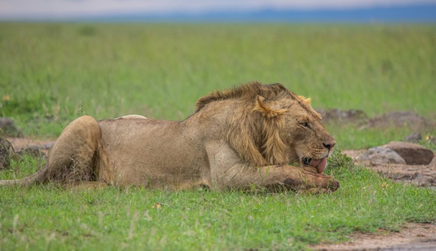 brown lion lying on green grass field during daytime