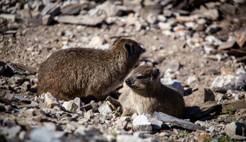 a couple of animals that are standing in the dirt