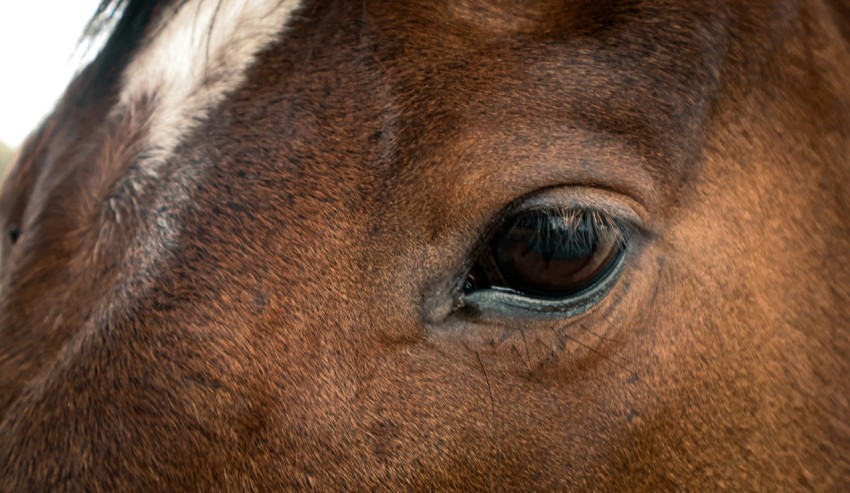 a close up of a brown horses eye