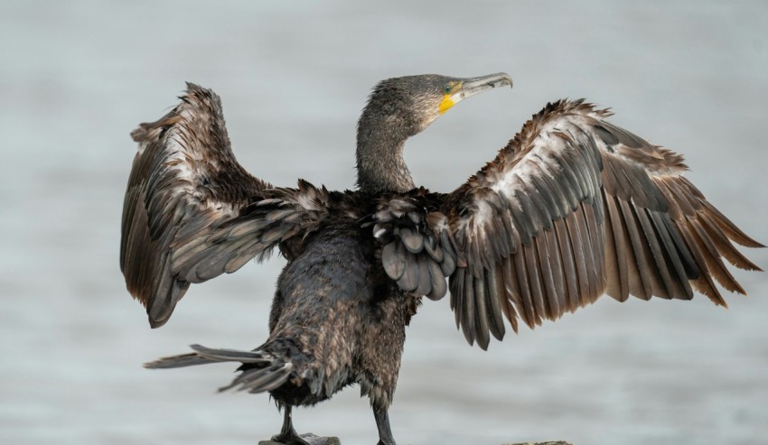 a bird that is standing on a rock