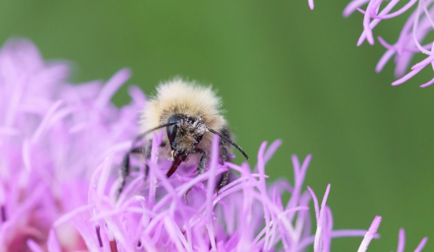 a close up of a bee on a purple flower