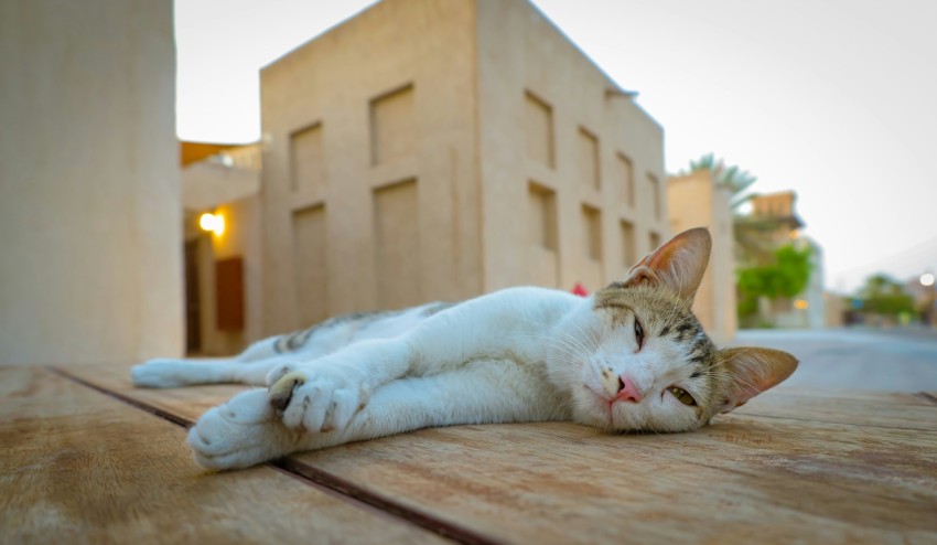 a cat laying on the ground next to a building