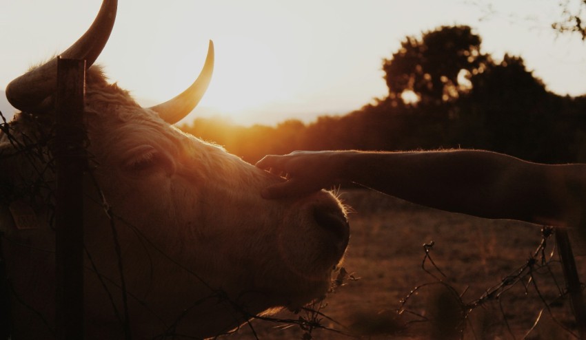 person holding cattles head