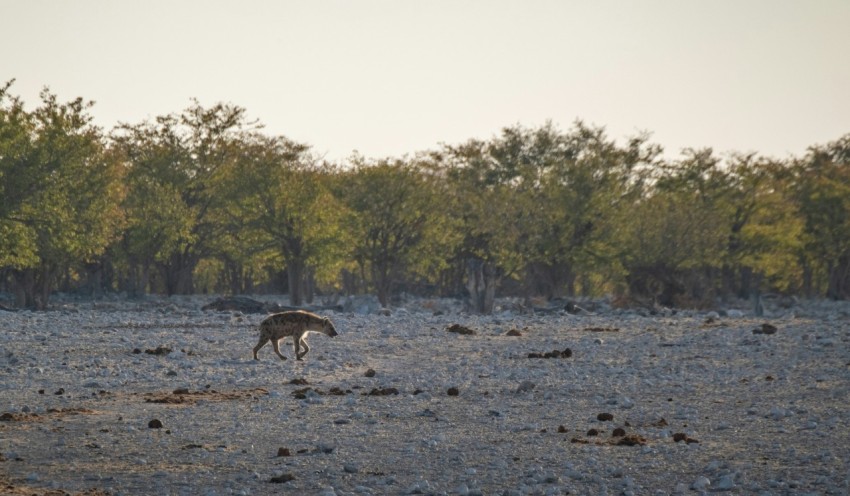 a large animal standing in the middle of a field