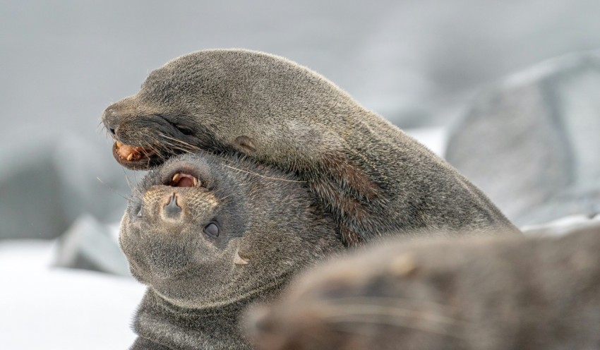 a couple of animals that are standing in the snow