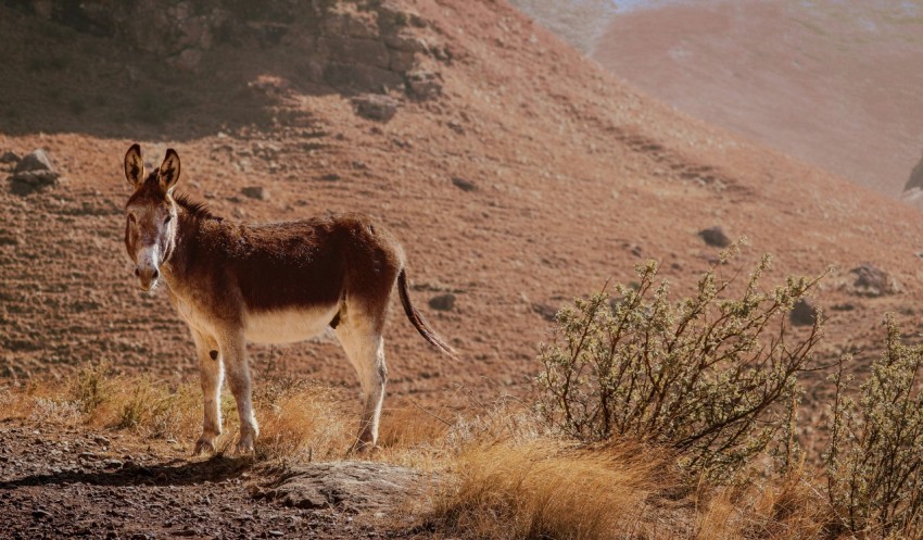 a donkey standing in the middle of a desert