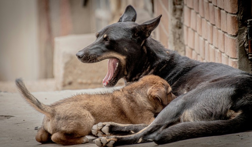 a dog and a cat laying on the ground