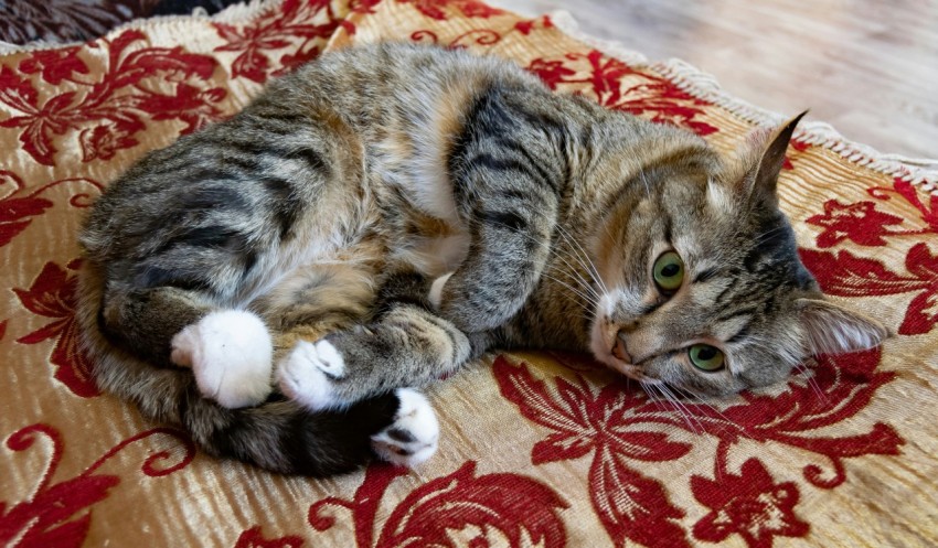 a cat laying on top of a red and yellow blanket