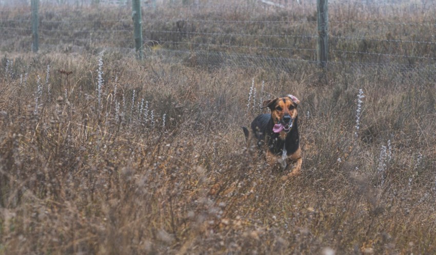 a dog that is standing in the grass