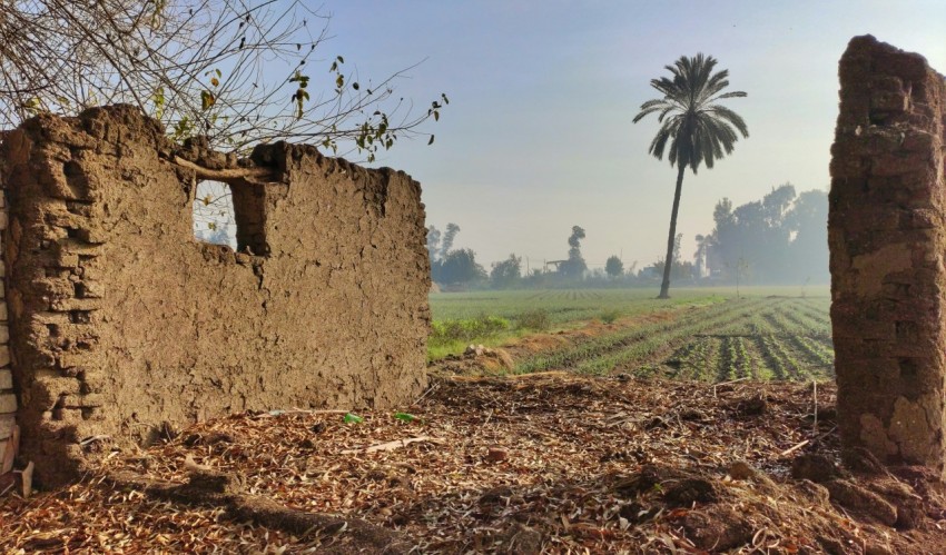 a dirt field with a palm tree in the distance g