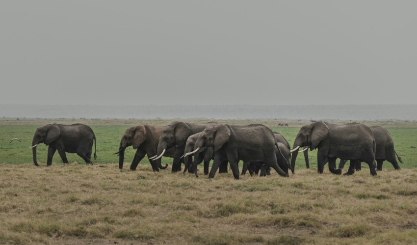 elephants on green grass field during daytime xG8Js