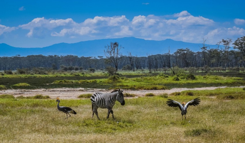 zebra on green grass field during daytime