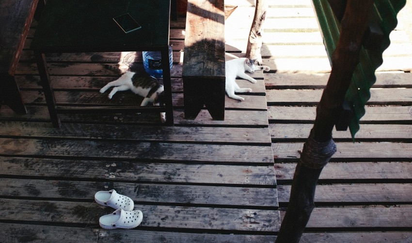 white and black cat on brown wooden stairs robAzx7