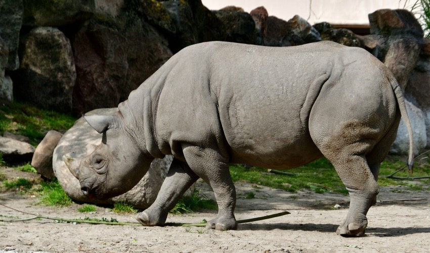 a rhinoceros is walking in a zoo enclosure