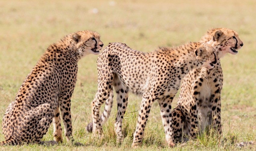 three brown white and black cheetahs