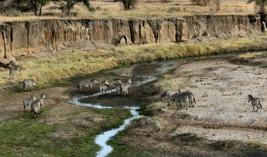 zebra near mountains