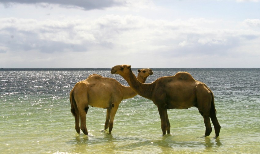 two camels are standing in the water together 3nDGB