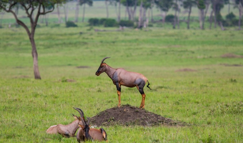 brown and black animals on green grass