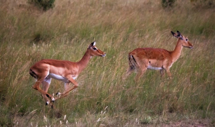 a couple of deer standing on top of a grass covered field ECJQ