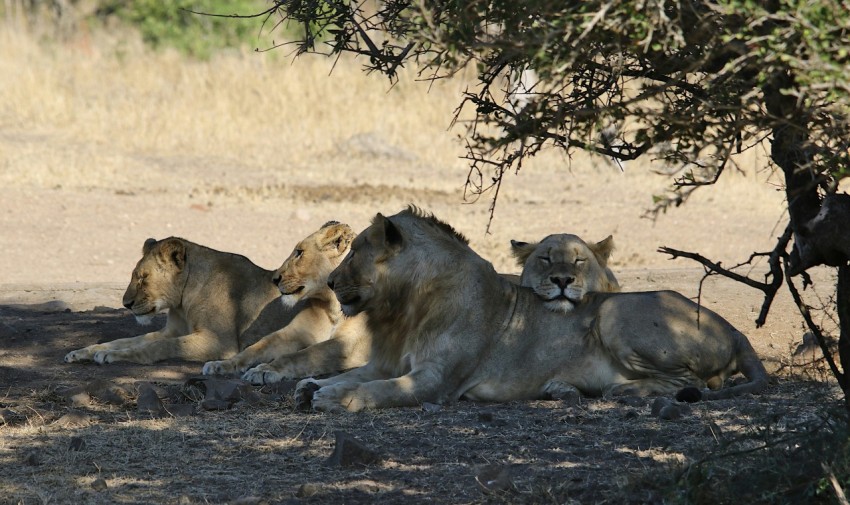 a group of lions resting under a tree