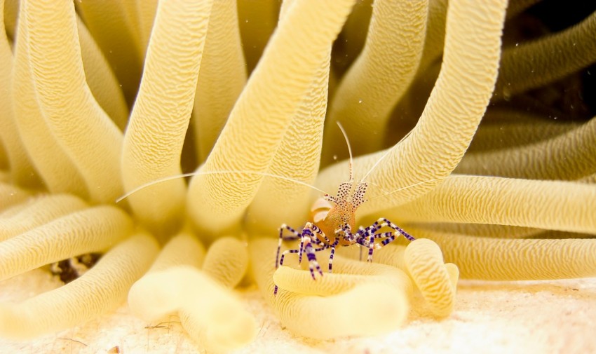 micro photography of black and brown sea creature on deep water