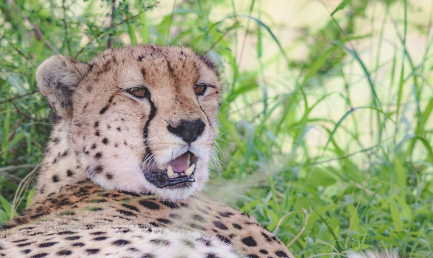 a cheetah laying in the grass with its mouth open