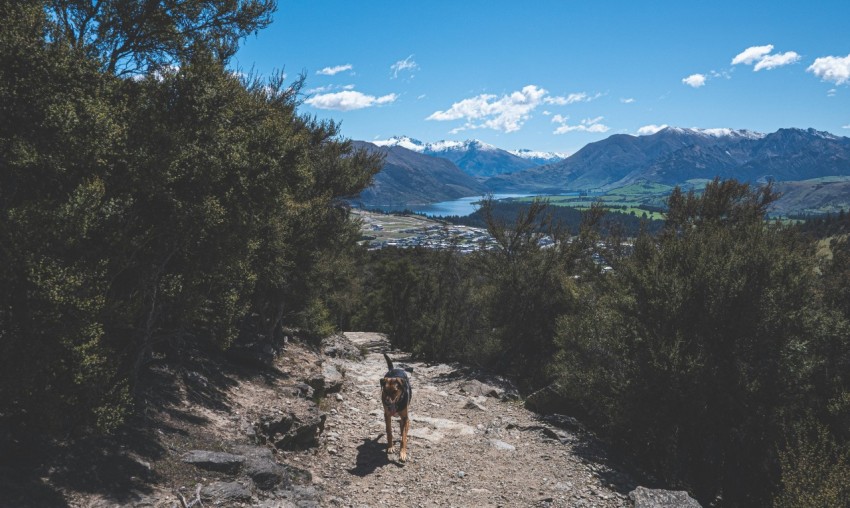 a dog is standing on a trail in the mountains