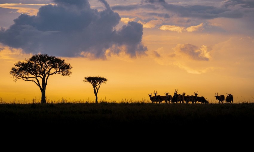 silhouette of trees during sunset