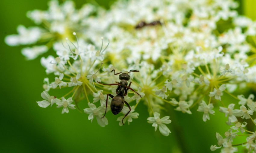 a close up of a flower with a bug on it