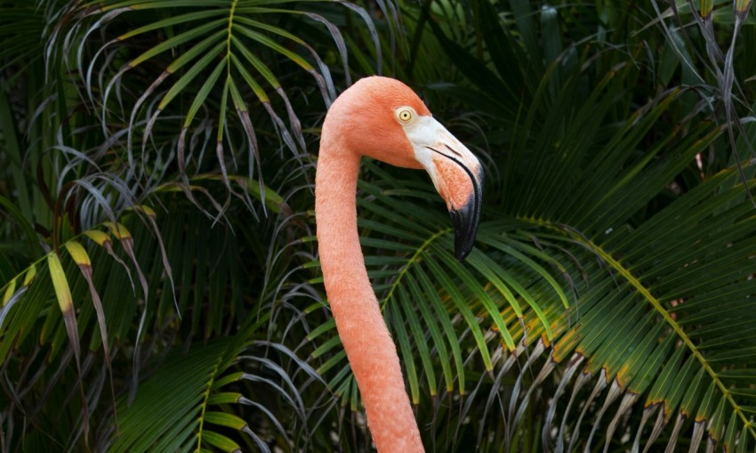 a pink flamingo standing in front of palm trees