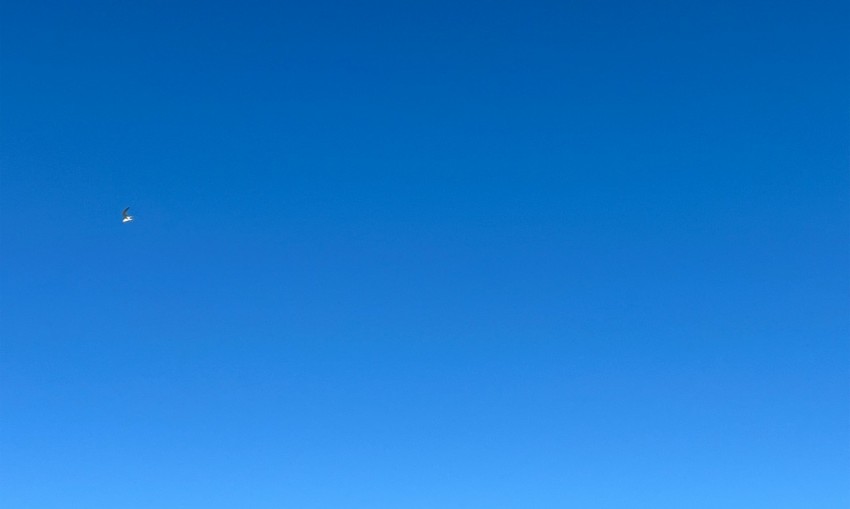 a bird flying in a clear blue sky