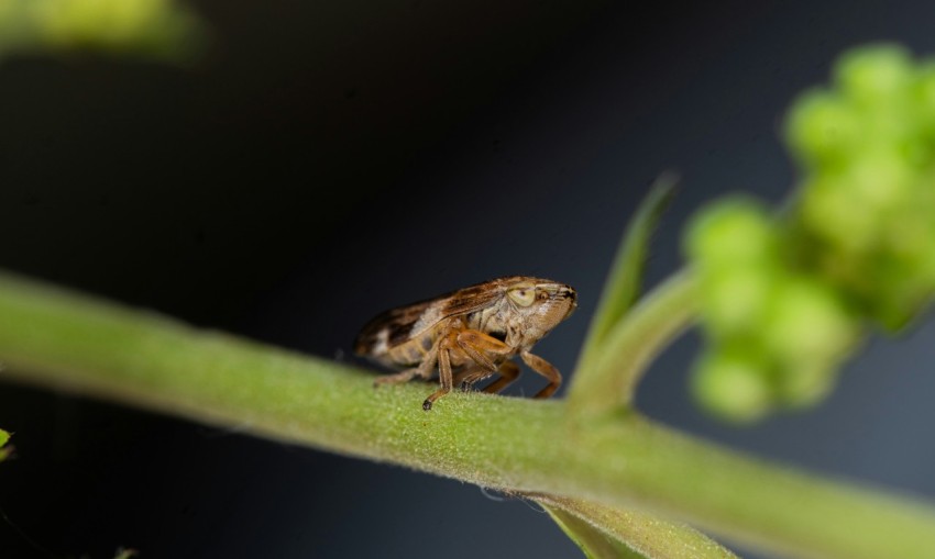 a small insect sitting on a green plant