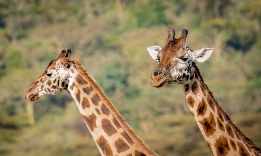 brown giraffes during daytime