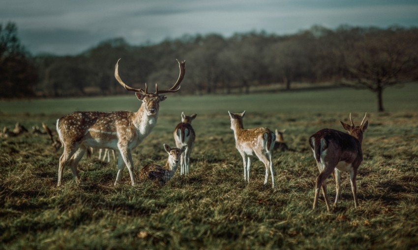 brown and white deer on green grass field during daytime