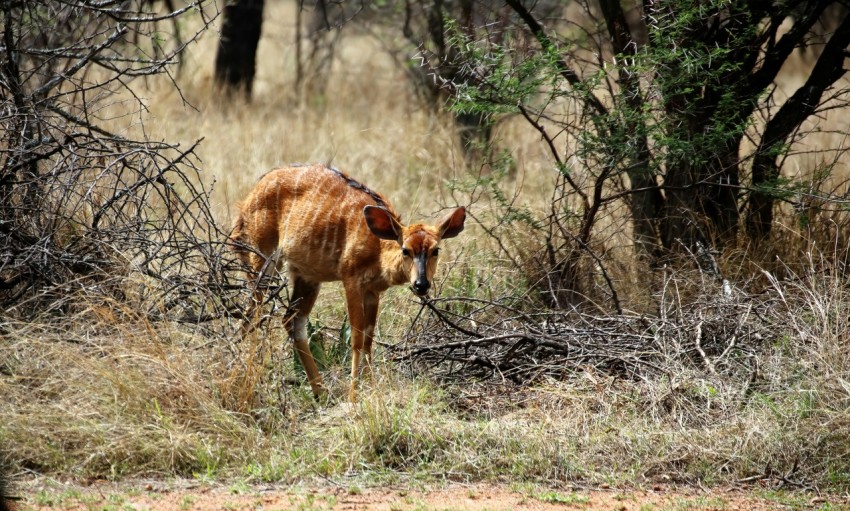 a small deer standing in a field of dry grass