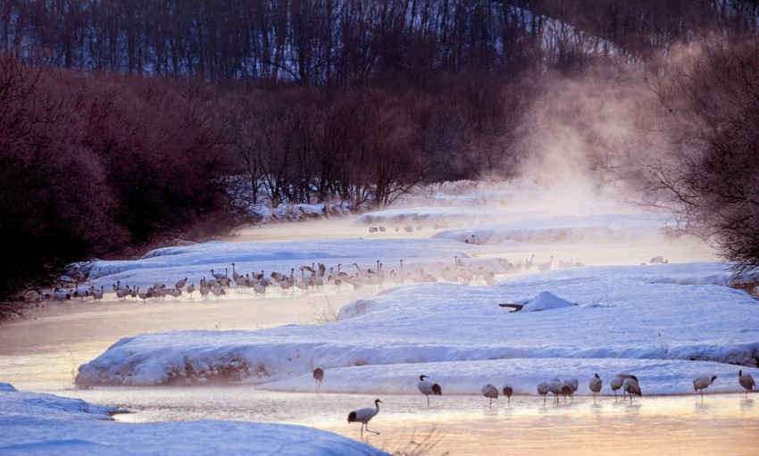 birds on snow covered ground during daytime