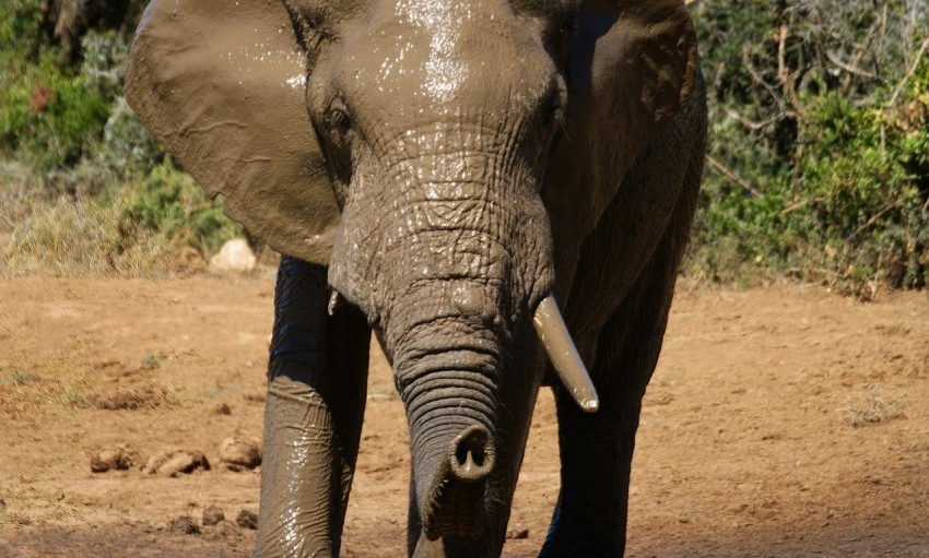 grey elephant walking on brown soil during daytime