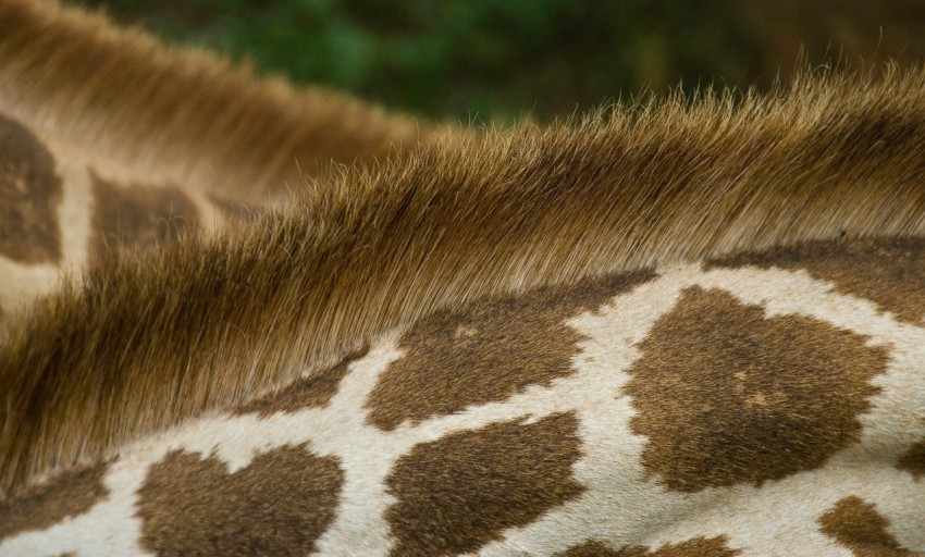 closeup photo of giraffes back