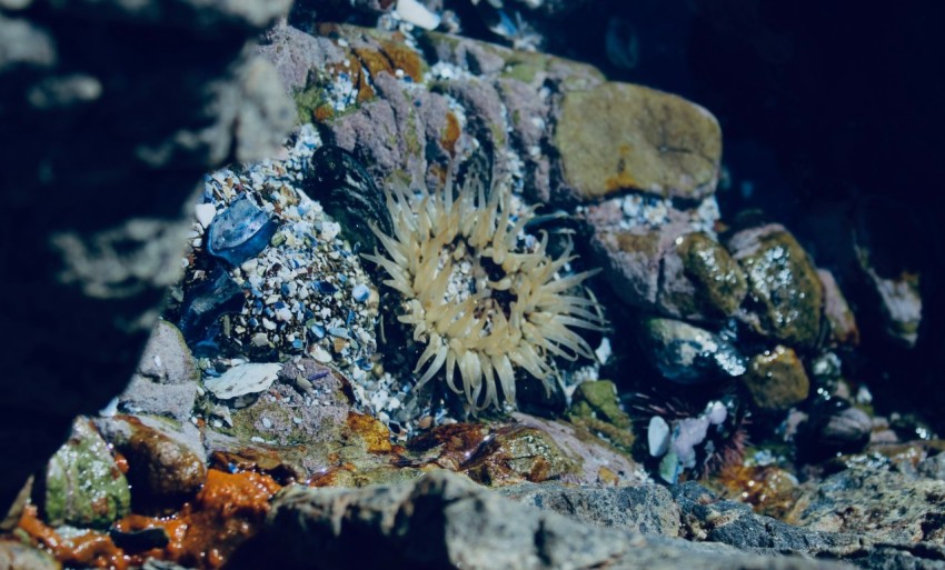 a close up of a rock with a plant growing out of it nxFhUpS