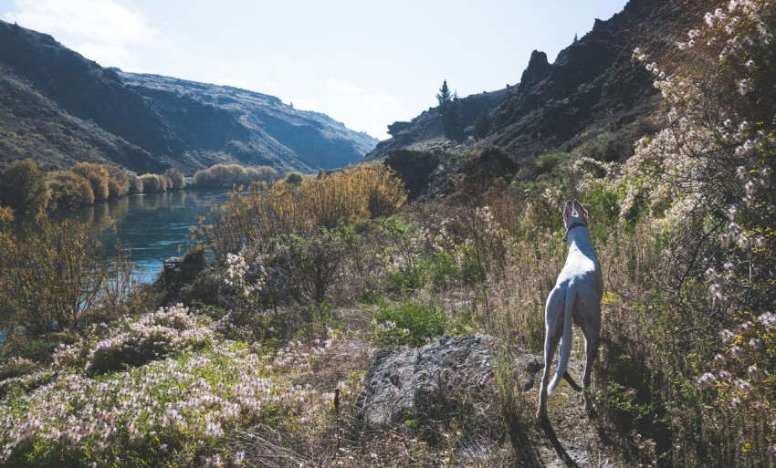 a dog standing on top of a lush green hillside