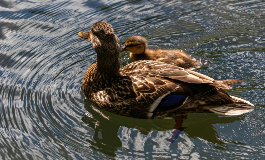 a couple of ducks floating on top of a lake