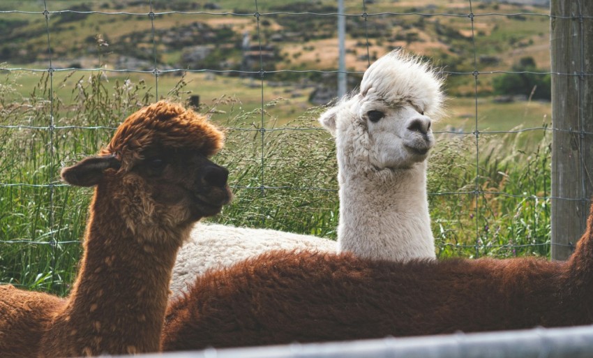 a group of alpacas in a fenced in area