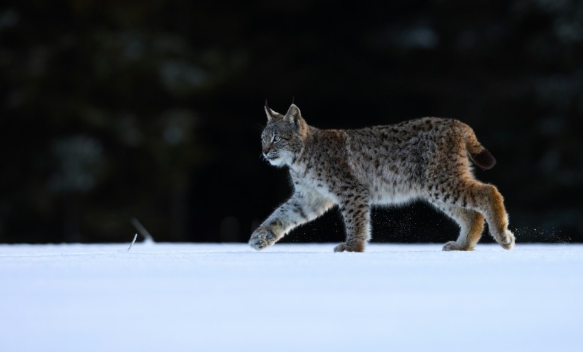 brown and black cat on snow covered ground