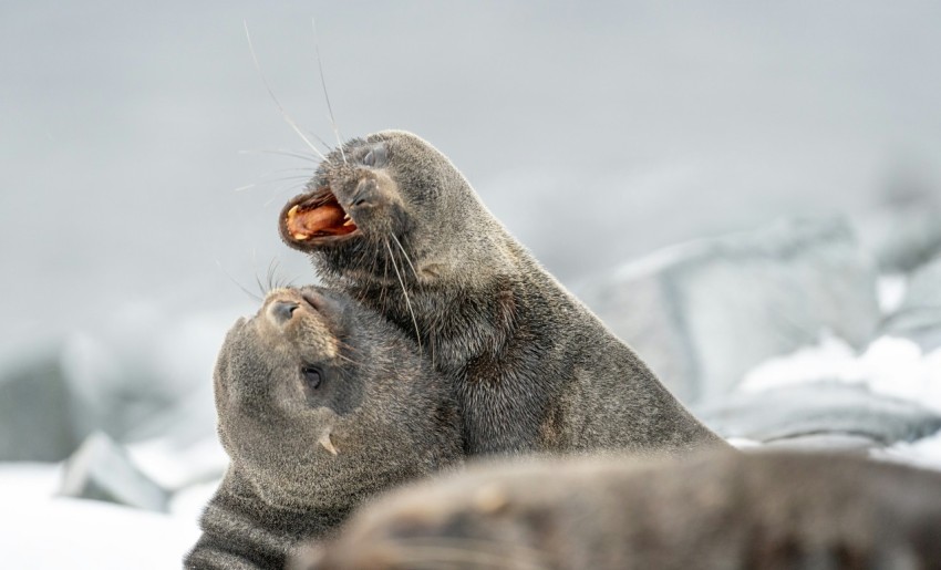 a couple of animals standing on top of a snow covered ground