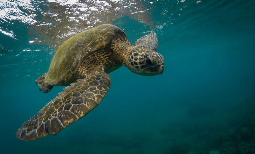 brown and green turtle in water