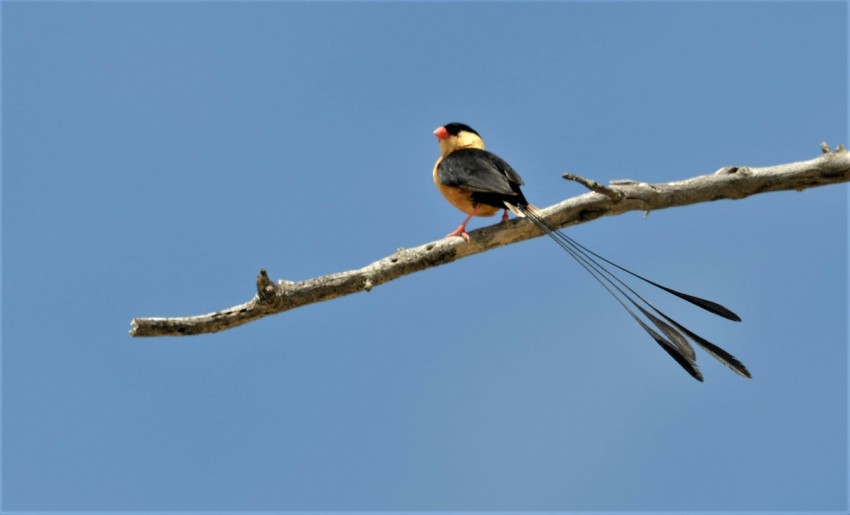 a bird sitting on a branch