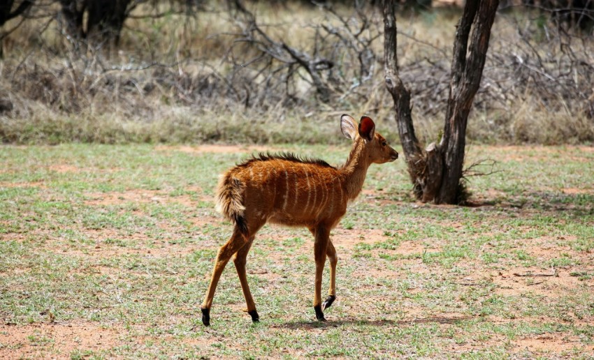 a small deer standing on top of a grass covered field