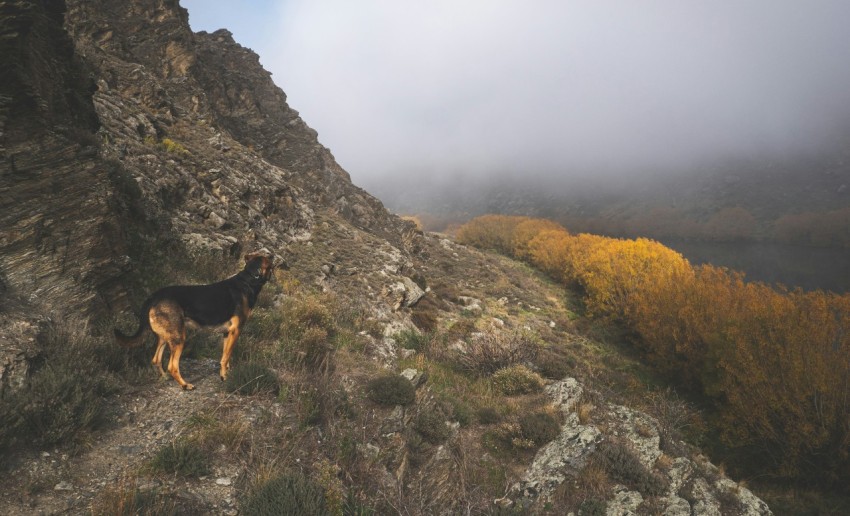 a dog standing on the side of a mountain