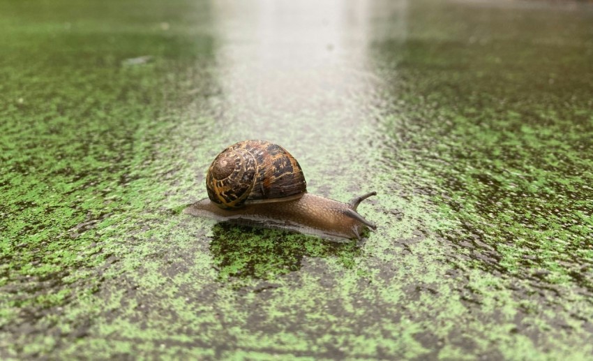 a snail that is sitting on the ground Zy8I2zSV