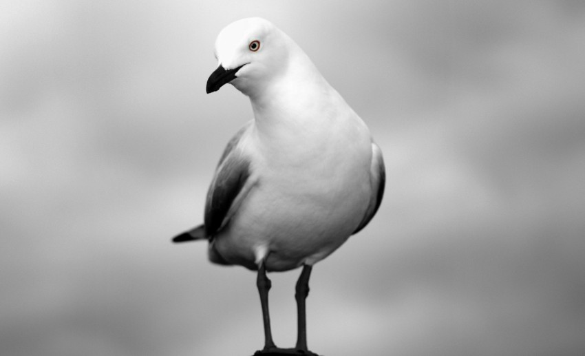 a black and white photo of a seagull on a rock